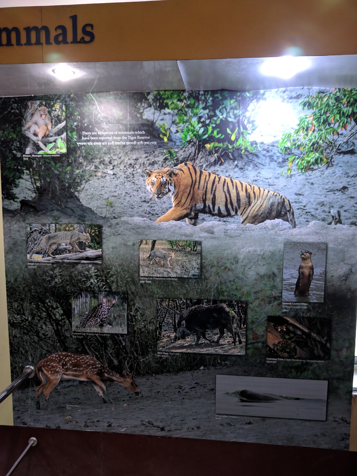 Mangrove Interpretation Centre