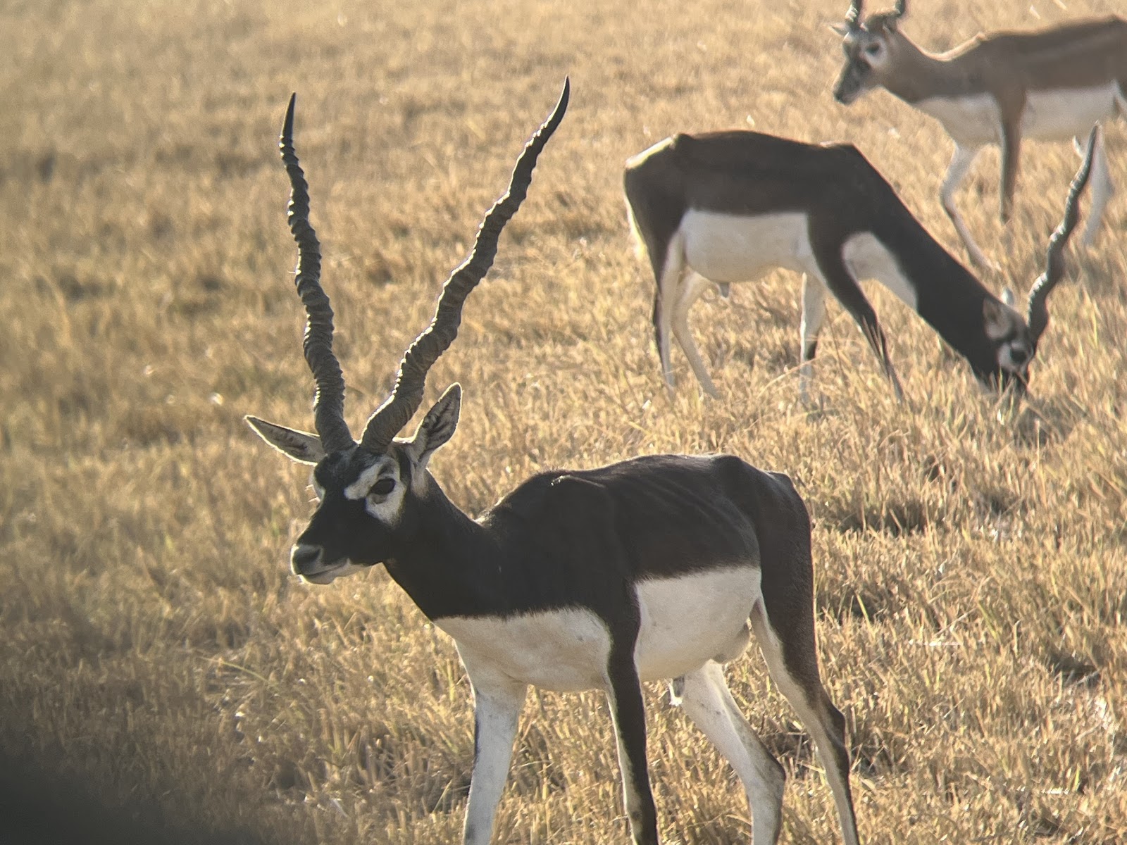 Velavadar Blackbuck National Park - Wildlife Sanctuary in Gujarat
