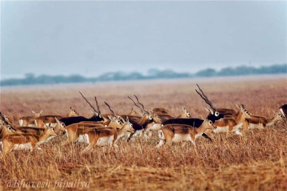 Velavadar Grasslands
