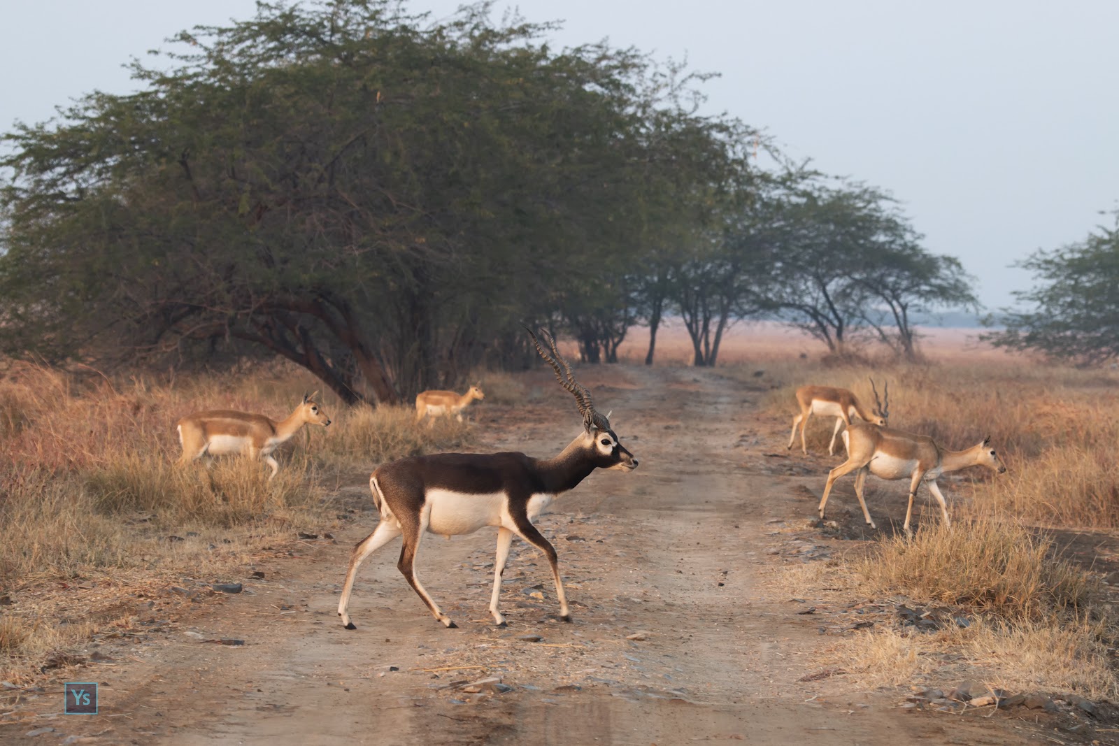 Velavadar Grasslands