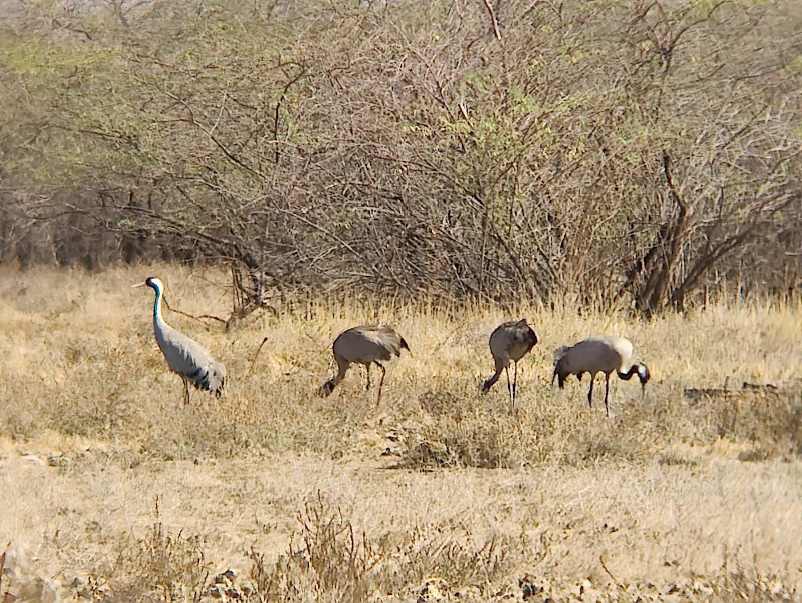 Velavadar Grasslands