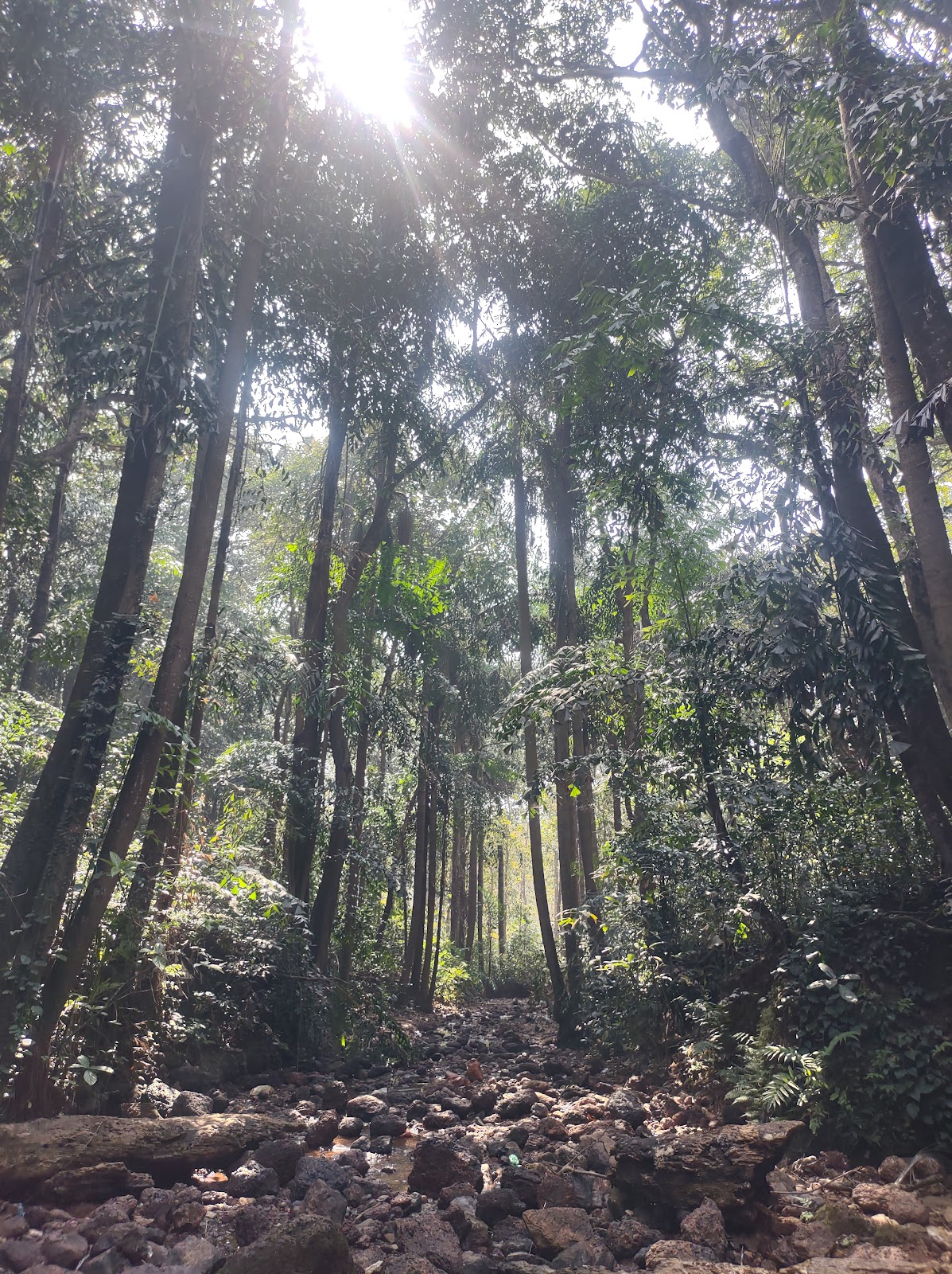Mangrove Ecology Trail