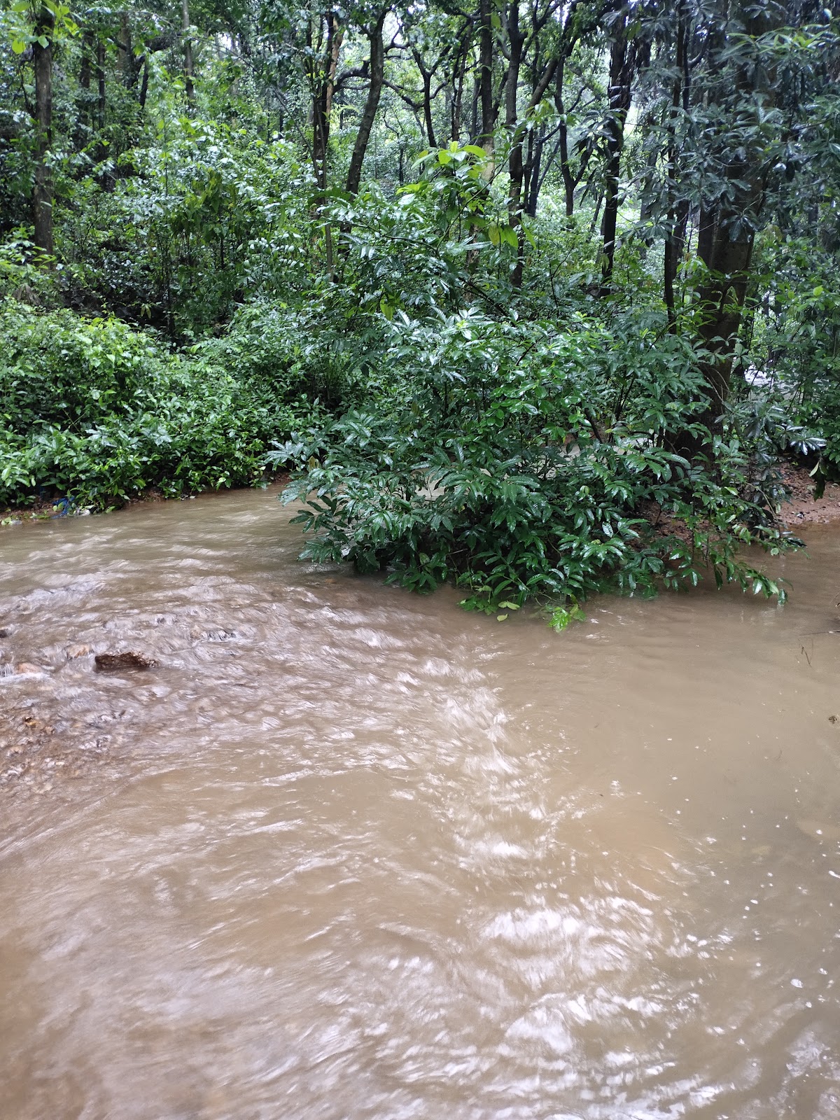 Mangrove Ecology Trail