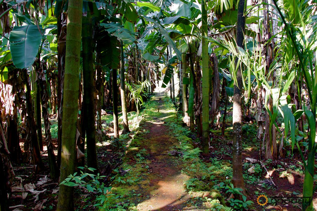 Local Spice Farm Visit