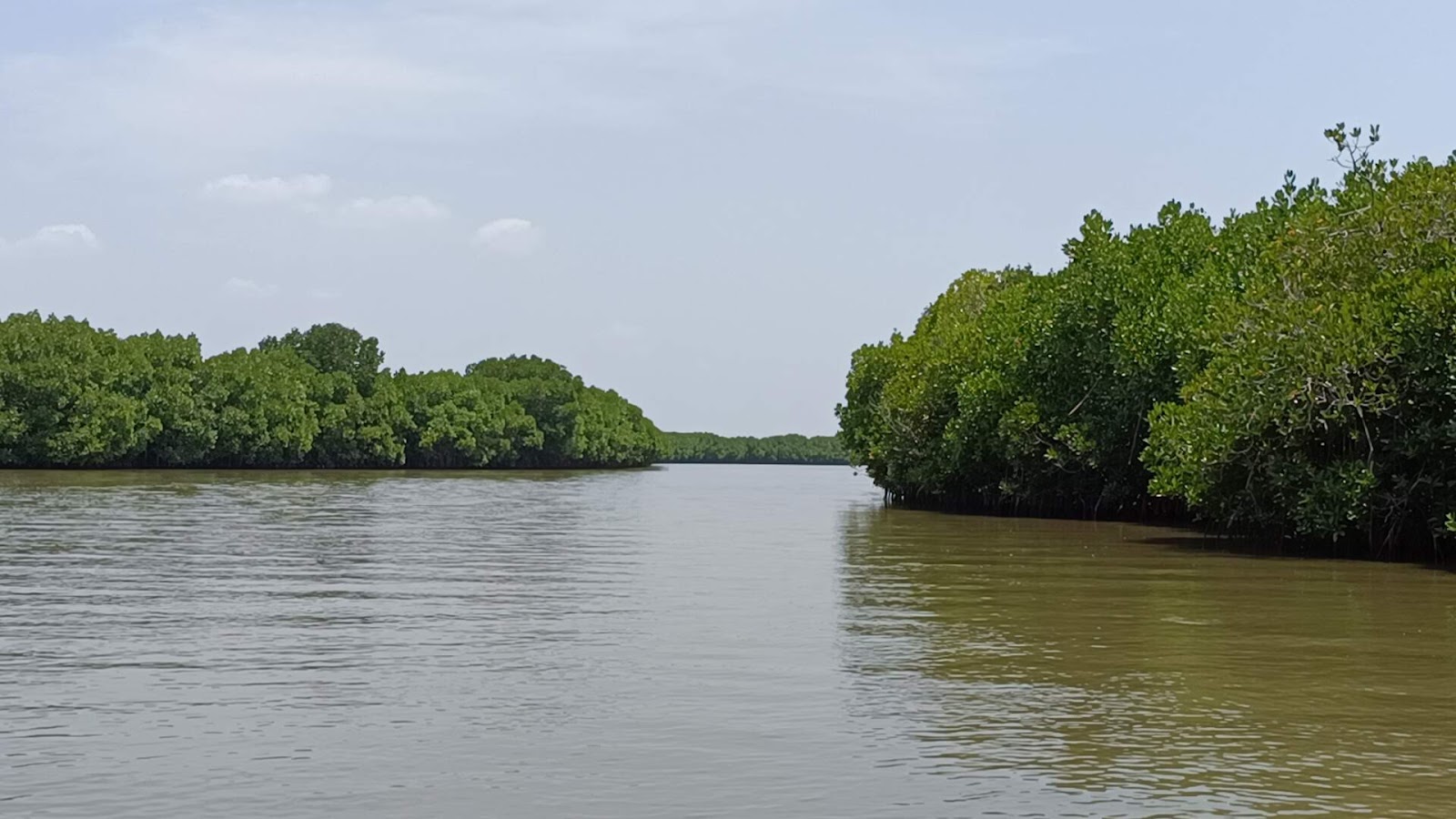 Pichavaram Mangrove Forest Pichavaram Tamil Nadu India