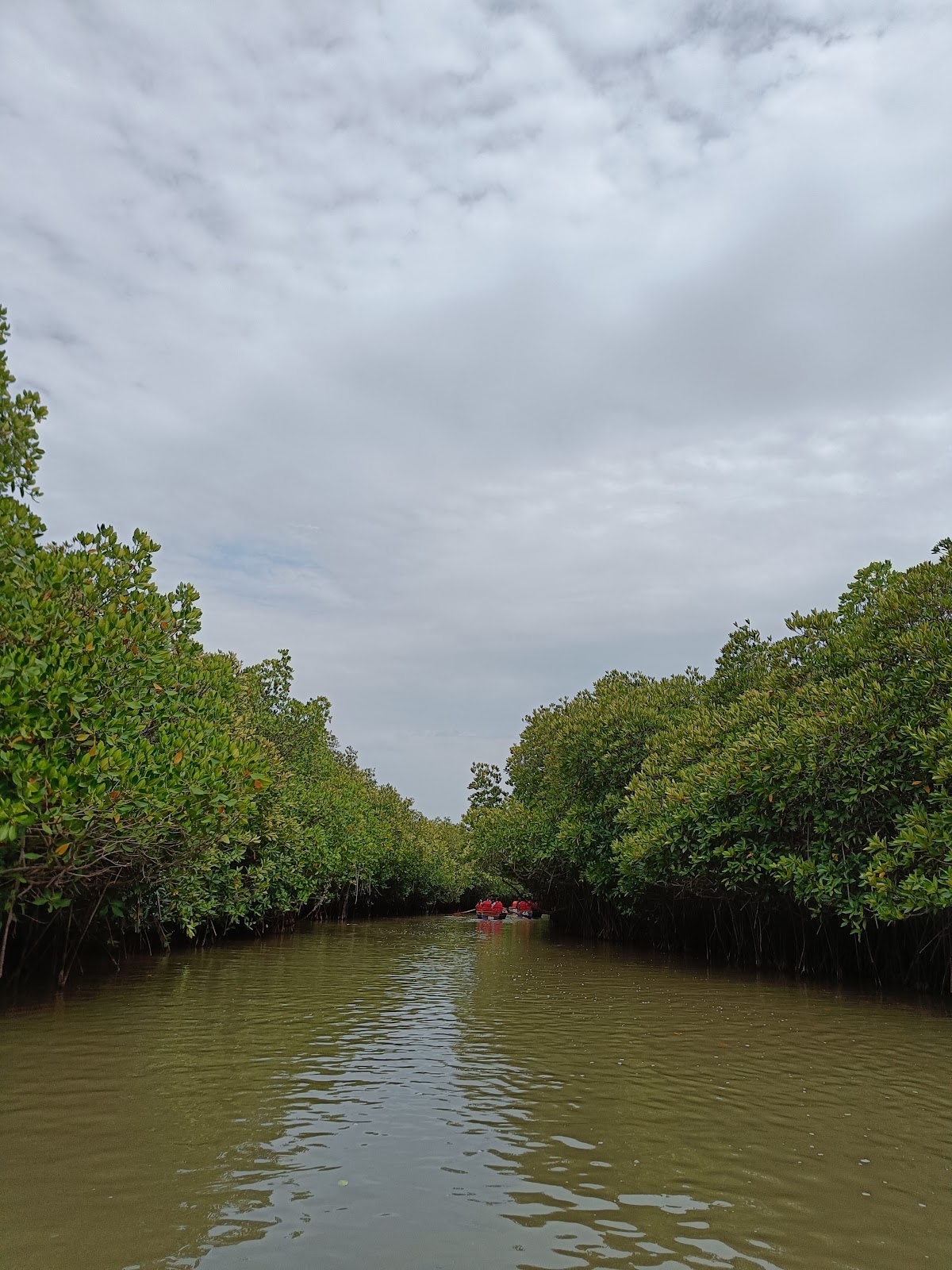 Pichavaram Mangrove Forest Pichavaram Tamil Nadu India