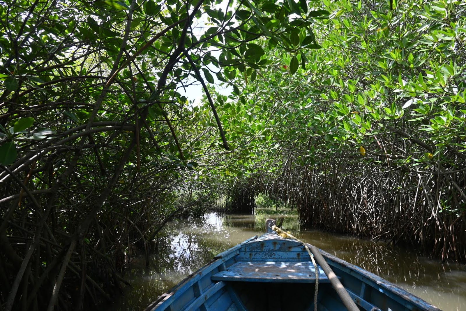 Pichavaram Mangrove Forest Pichavaram Tamil Nadu India