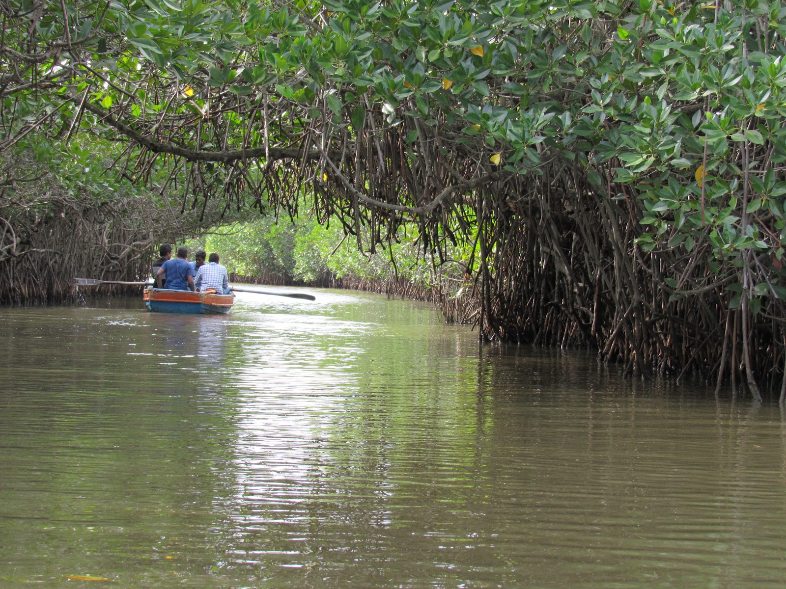 Pichavaram Mangrove Forest Pichavaram Tamil Nadu India