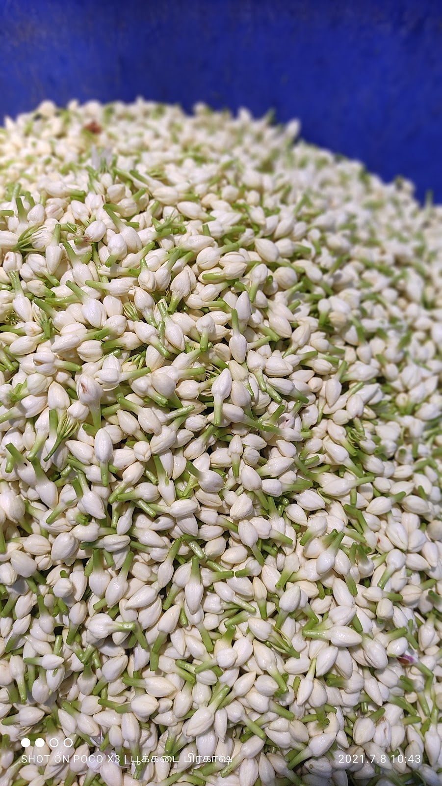 Tindivanam Market Tindivanam Tamil Nadu India