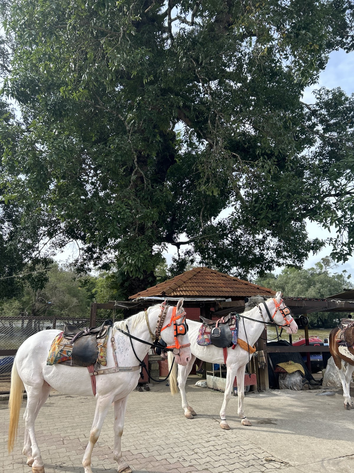 Dubare Elephant Camp