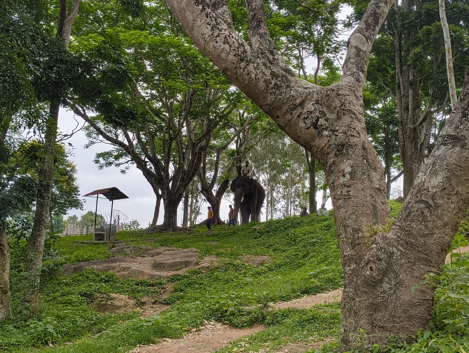 Dubare Elephant Camp