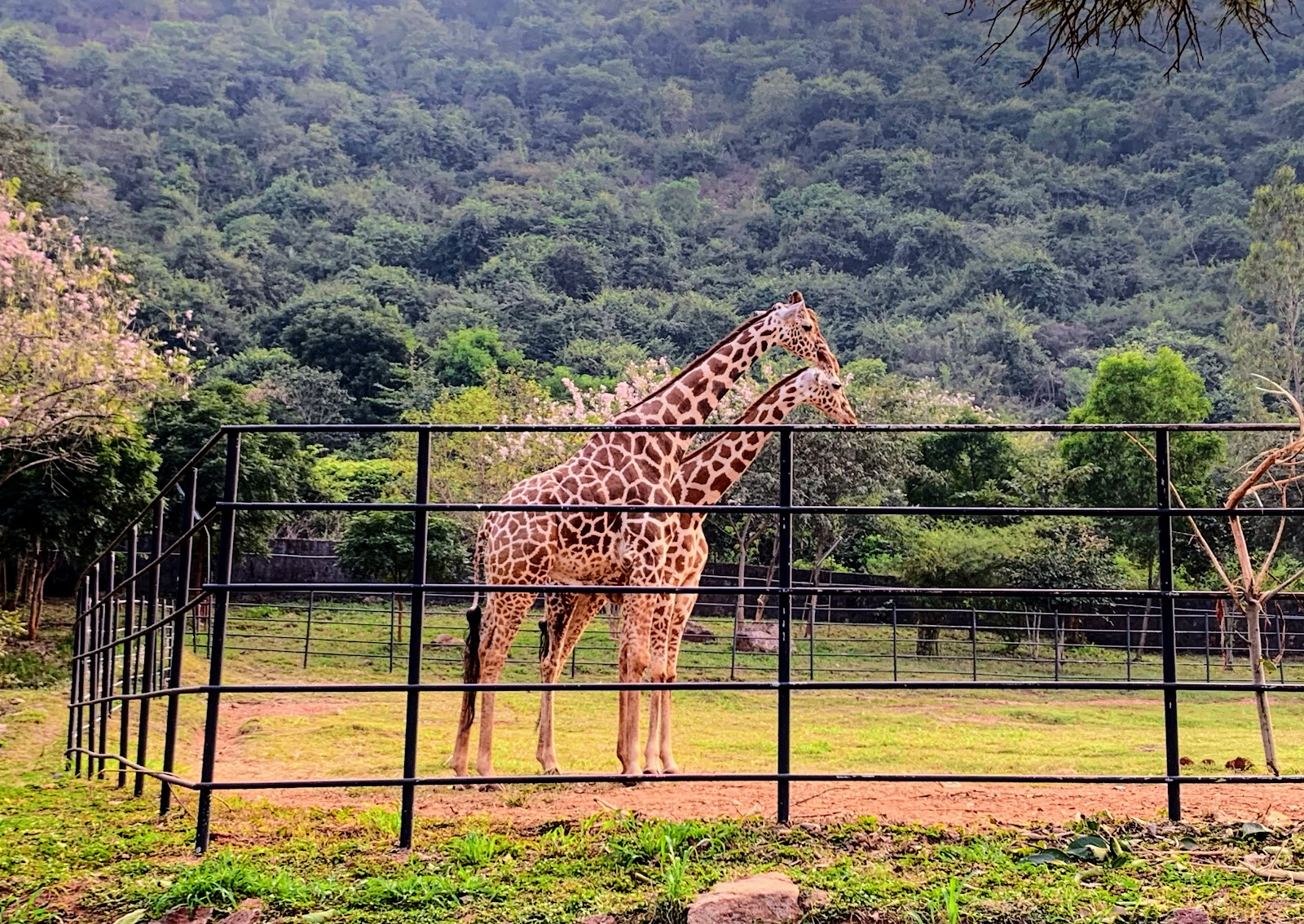 Kambalakonda Wildlife Sanctuary
