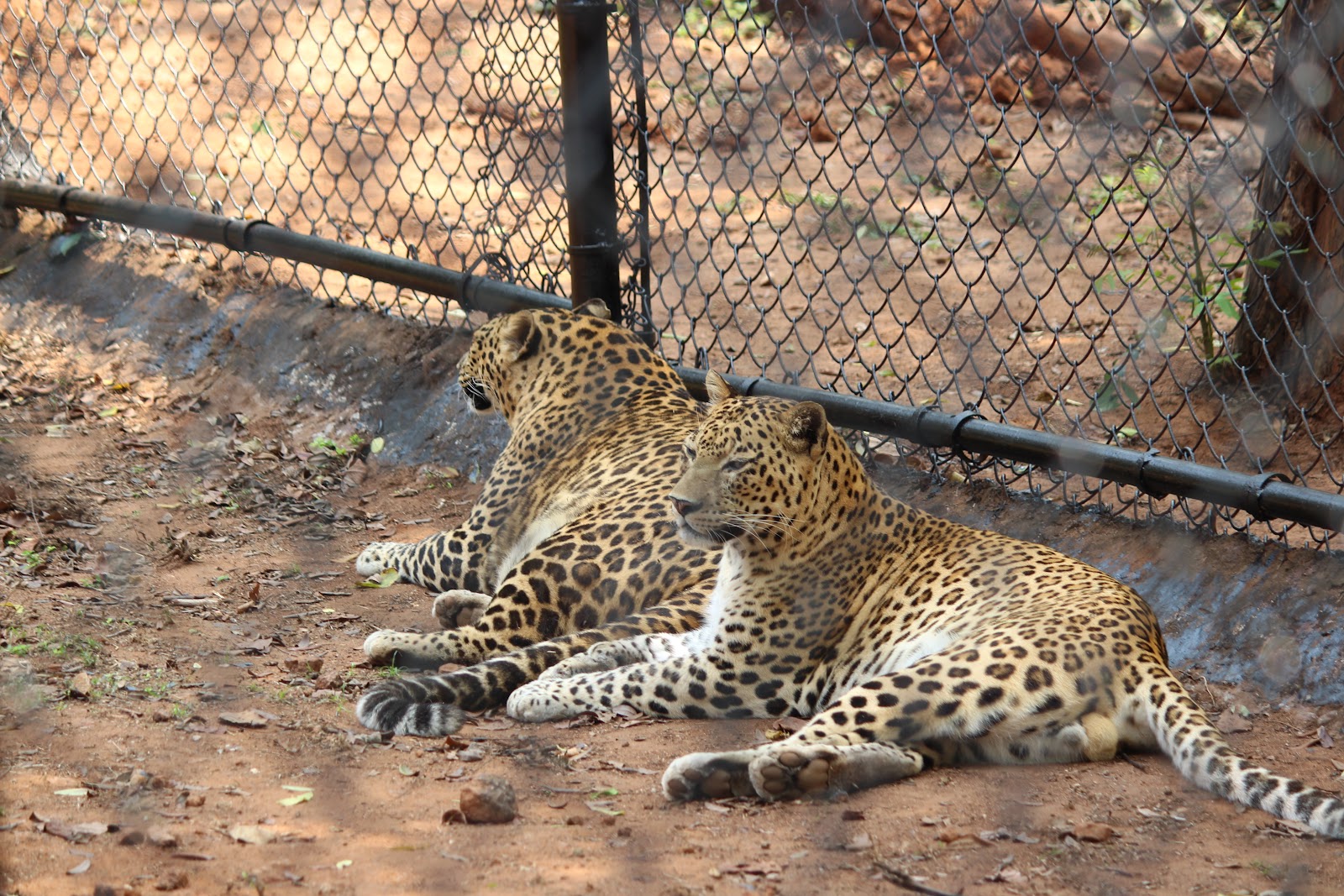 Indira Gandhi Zoological Park