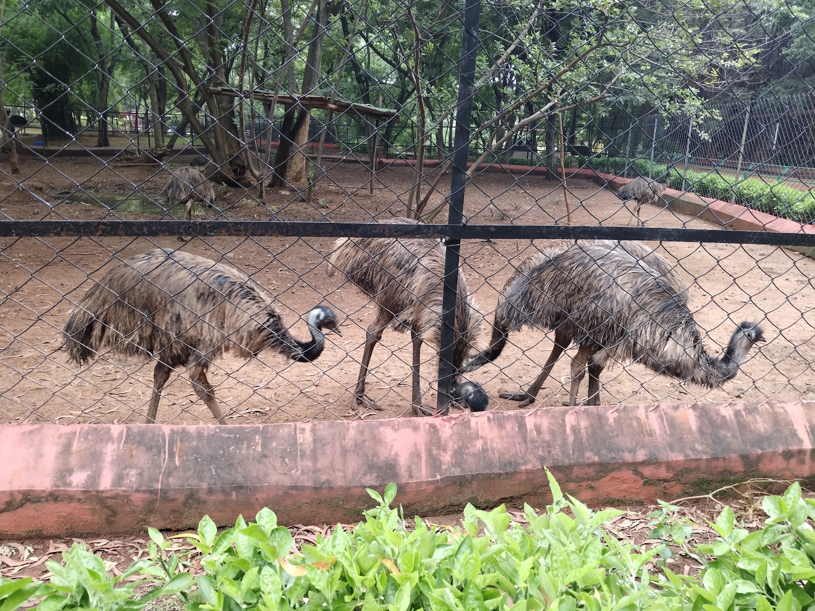 Indira Gandhi Zoological Park