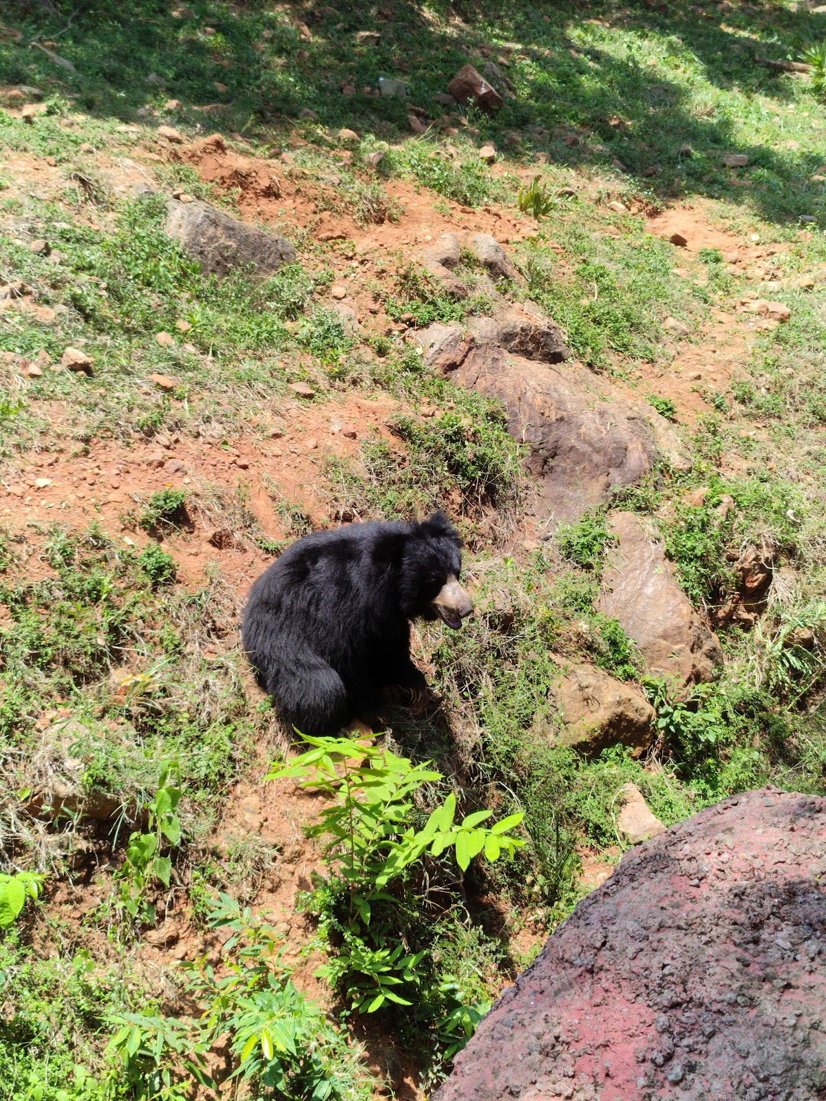 Indira Gandhi Zoological Park