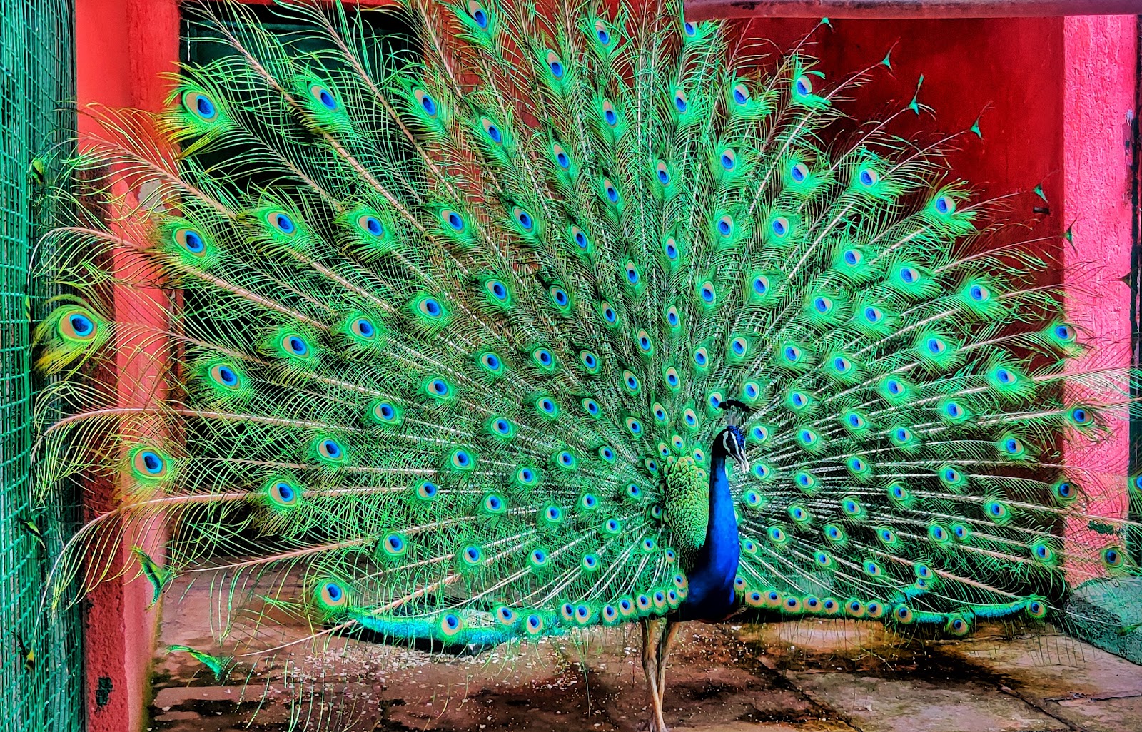 Karnala Bird Sanctuary