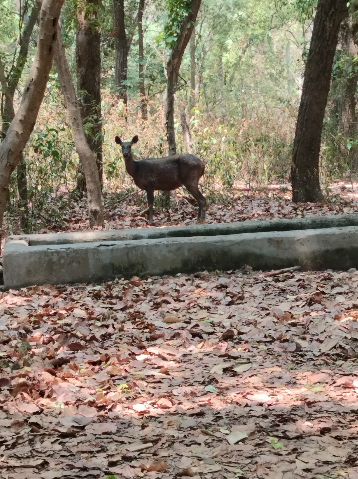 Kalesar National Park