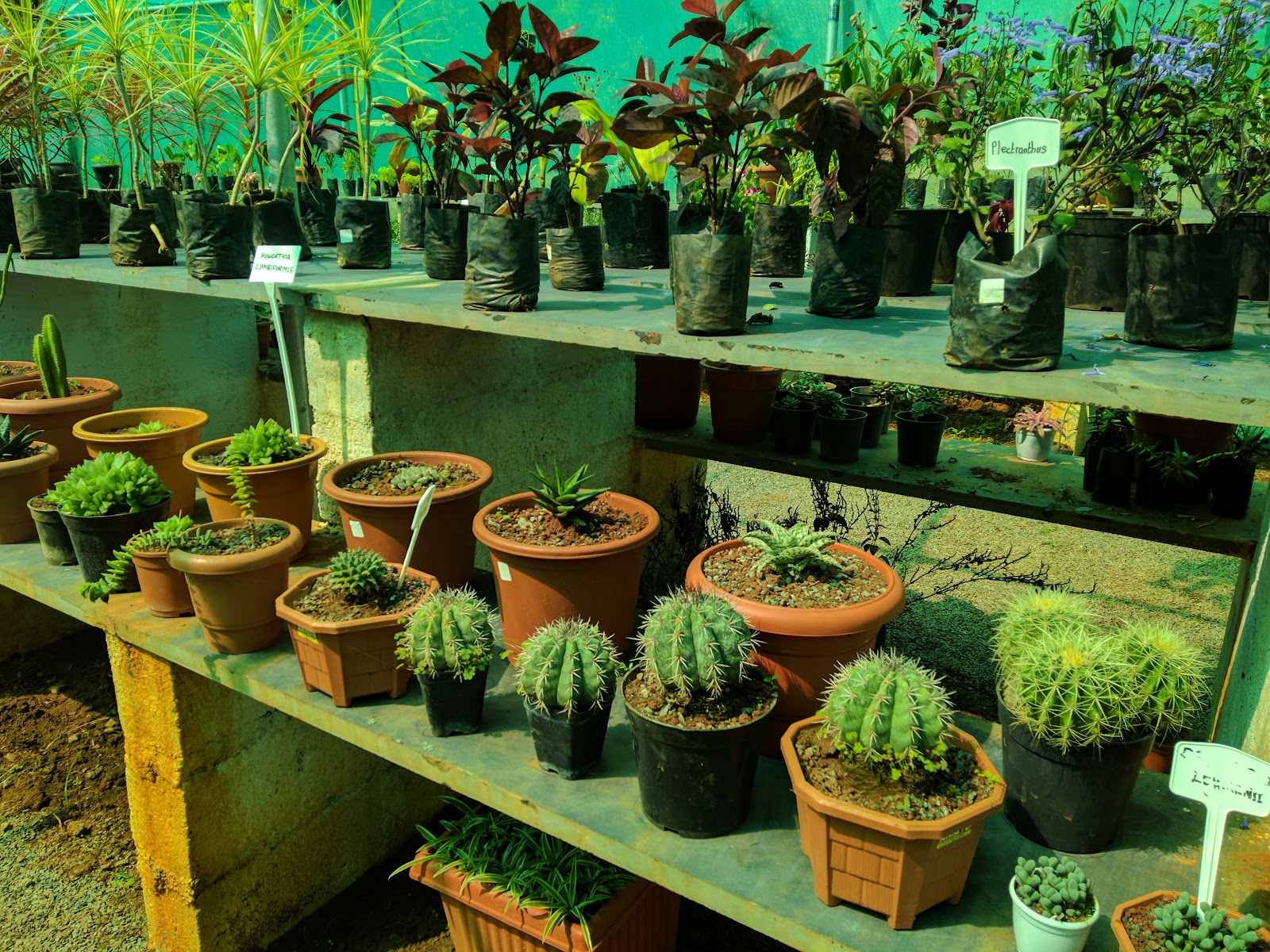 Government Herbal Farm