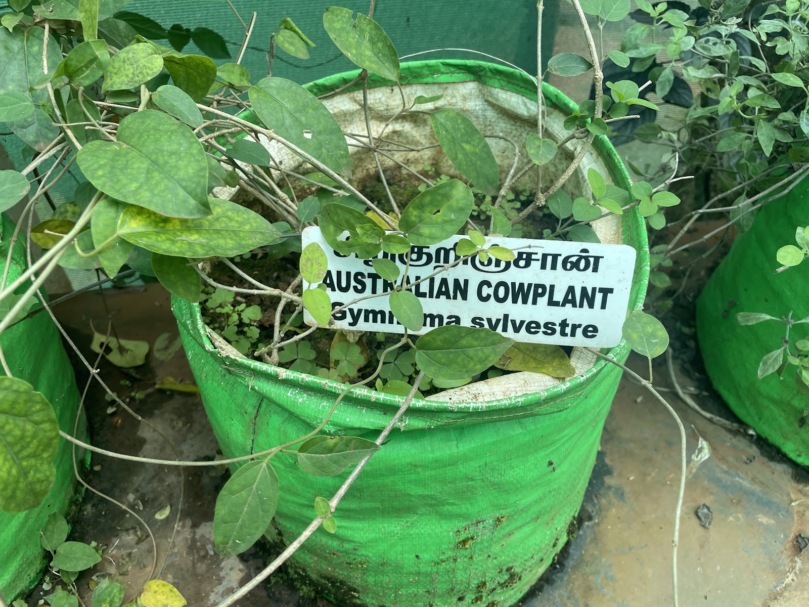 Government Herbal Farm