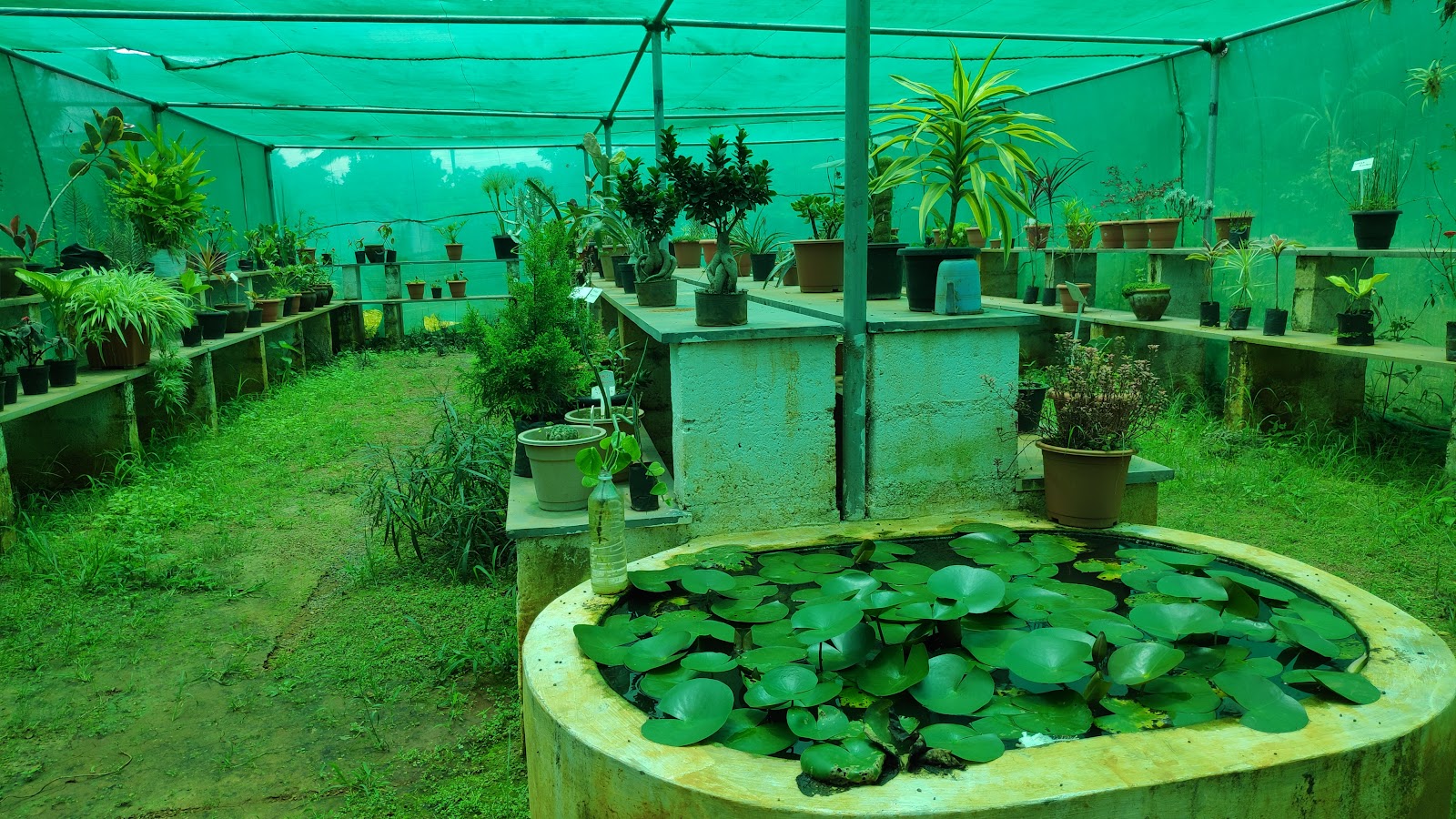 Government Herbal Farm