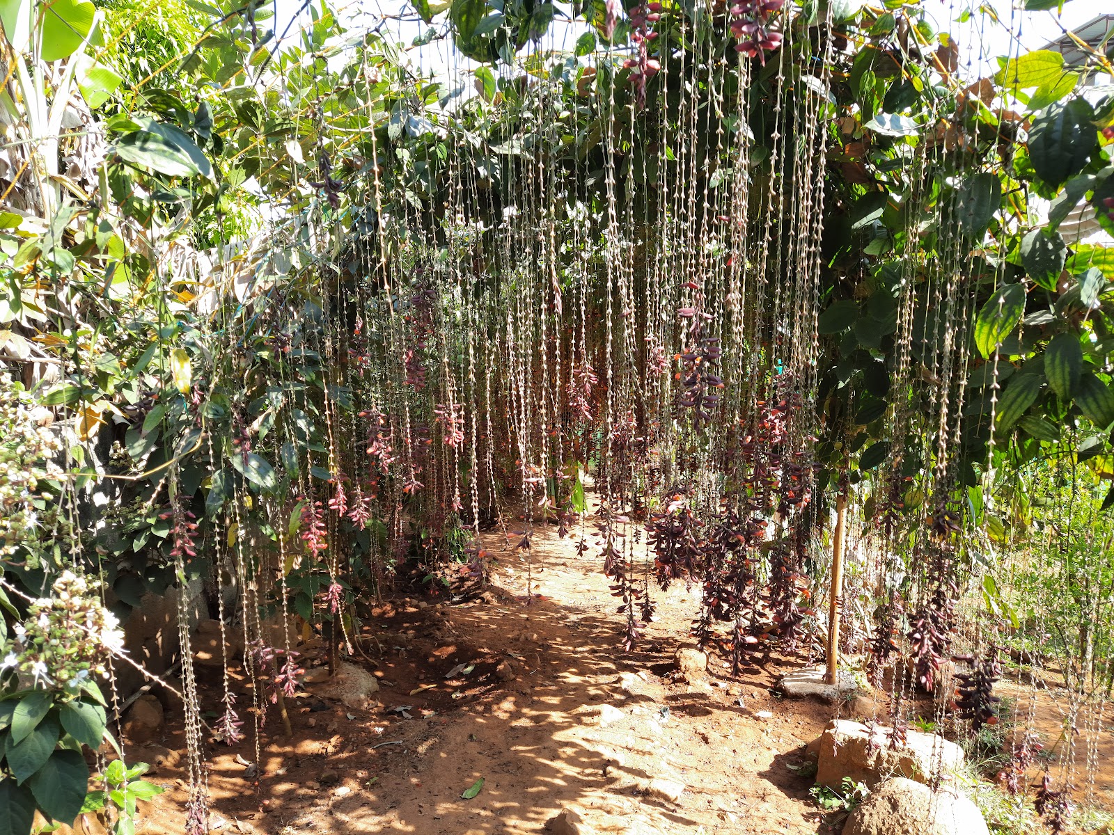 Government Herbal Farm