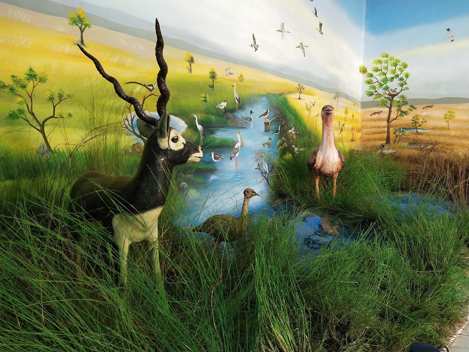 Rollapadu Wildlife Sanctuary