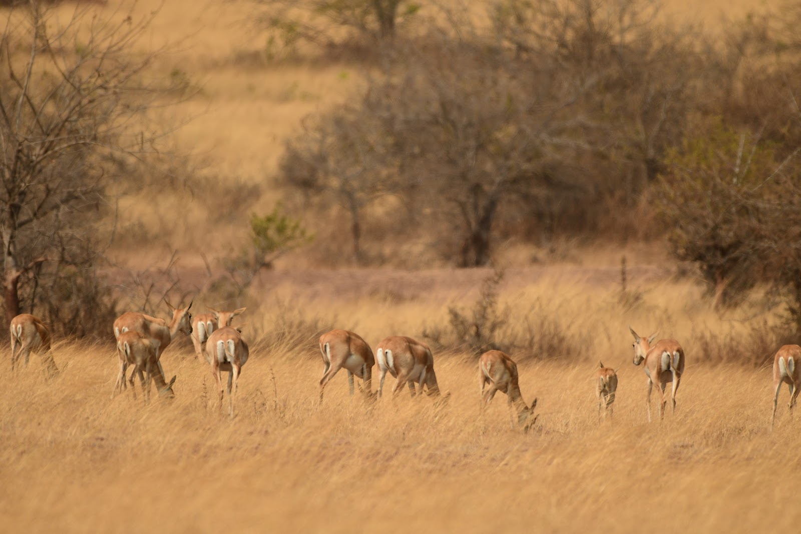 Rollapadu Wildlife Sanctuary