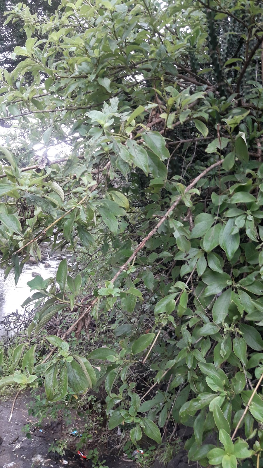 Bhadravati River Viewpoint