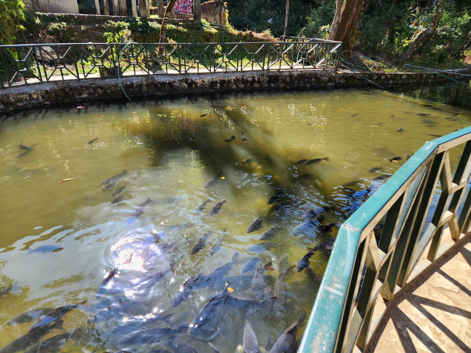 Khecheopalri Viewpoint