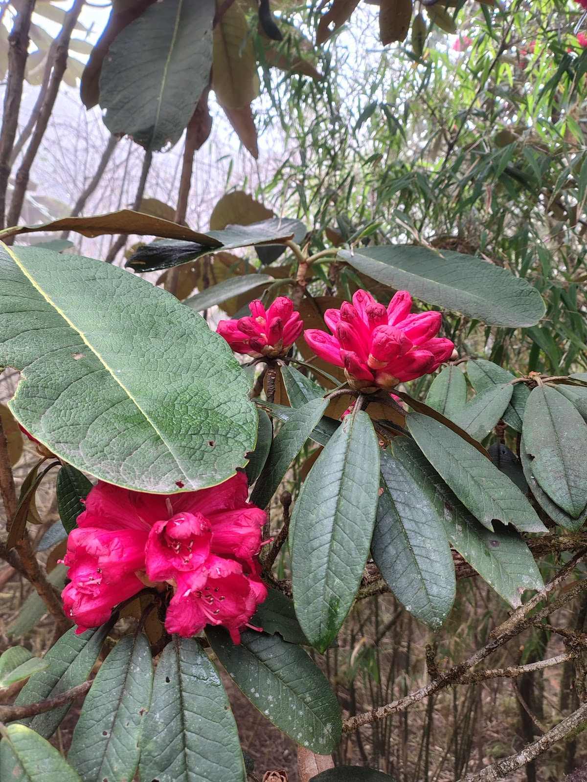 Rhododendron Trail