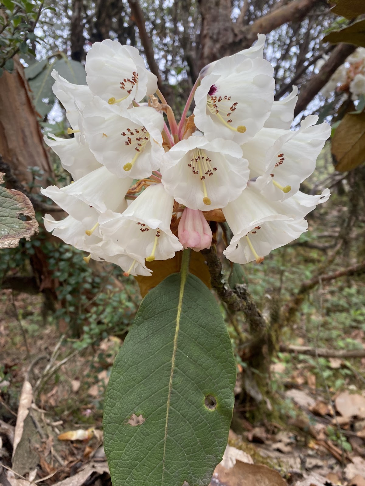 Rhododendron Trail
