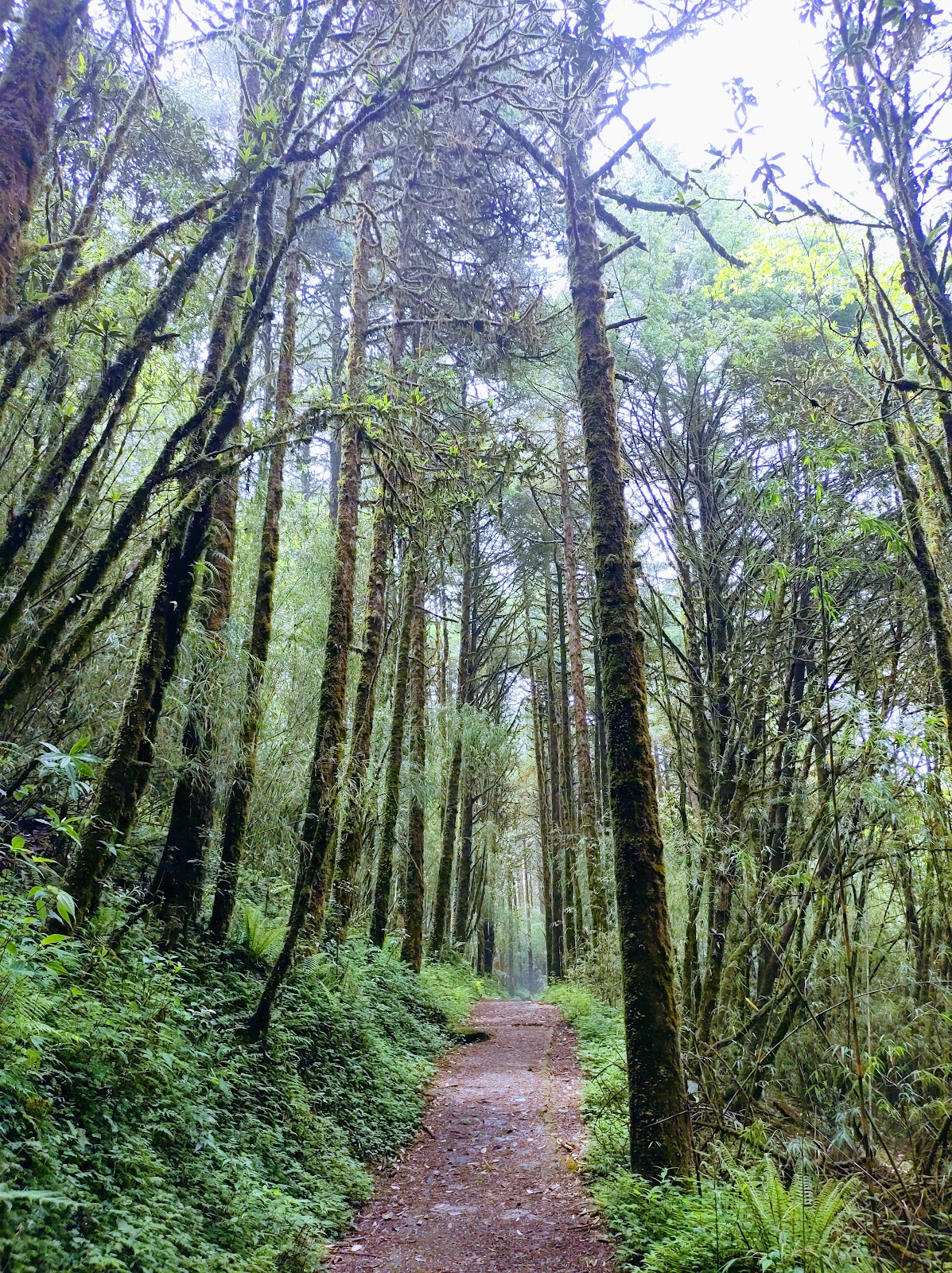 Rhododendron Trail
