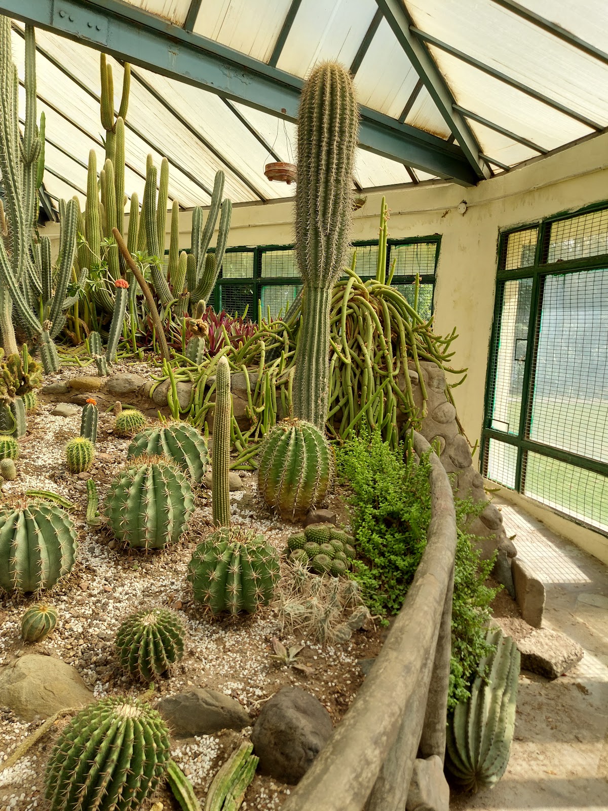 Cactus Garden