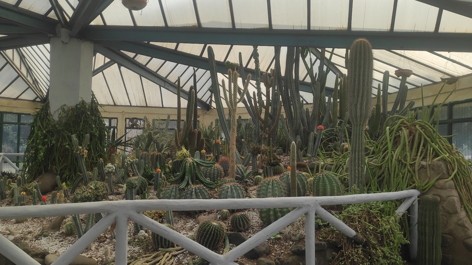 Cactus Garden