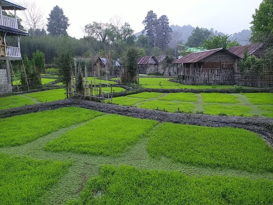 Ziro Valley